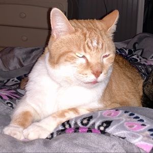 Meet your Posher, Toby